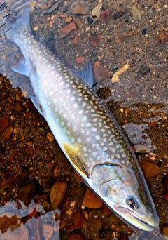 アメマスの釣果