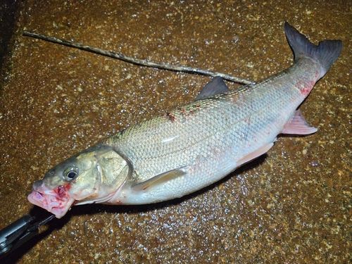 ウグイの釣果