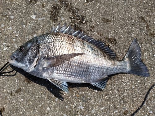 チヌの釣果