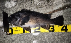 クロソイの釣果