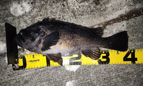 クロソイの釣果