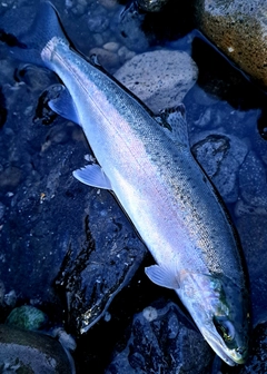 ニジマスの釣果