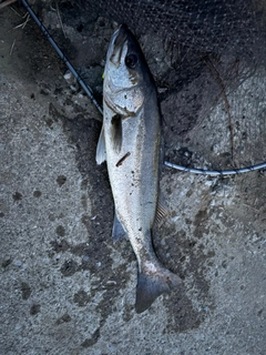 セイゴ（マルスズキ）の釣果