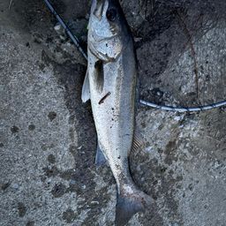 セイゴ（マルスズキ）