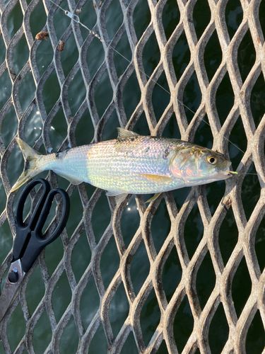 コノシロの釣果