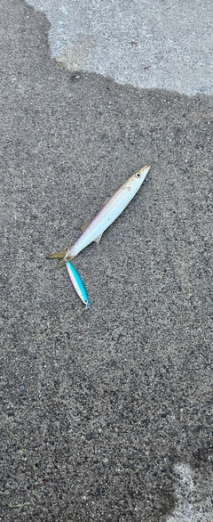 カマスの釣果
