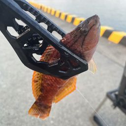 ベラ