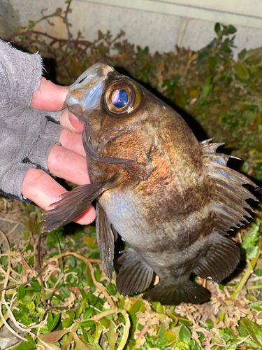メバルの釣果