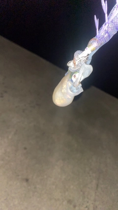 ミミイカの釣果