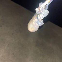 ミミイカ