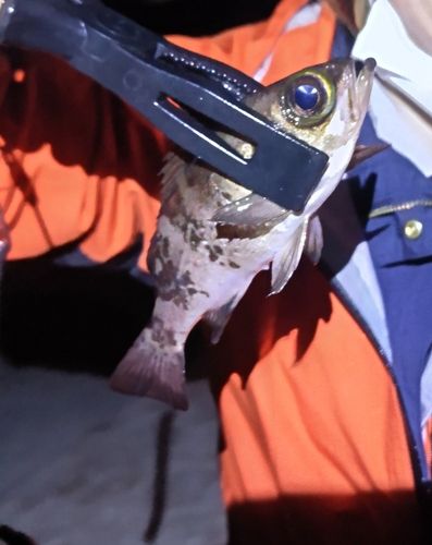 シロメバルの釣果