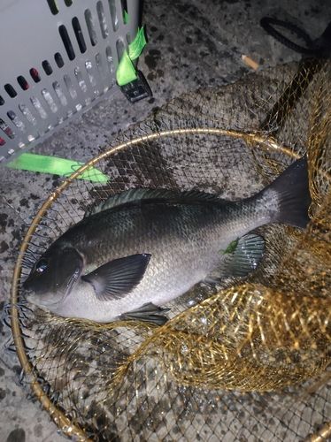 メジナの釣果