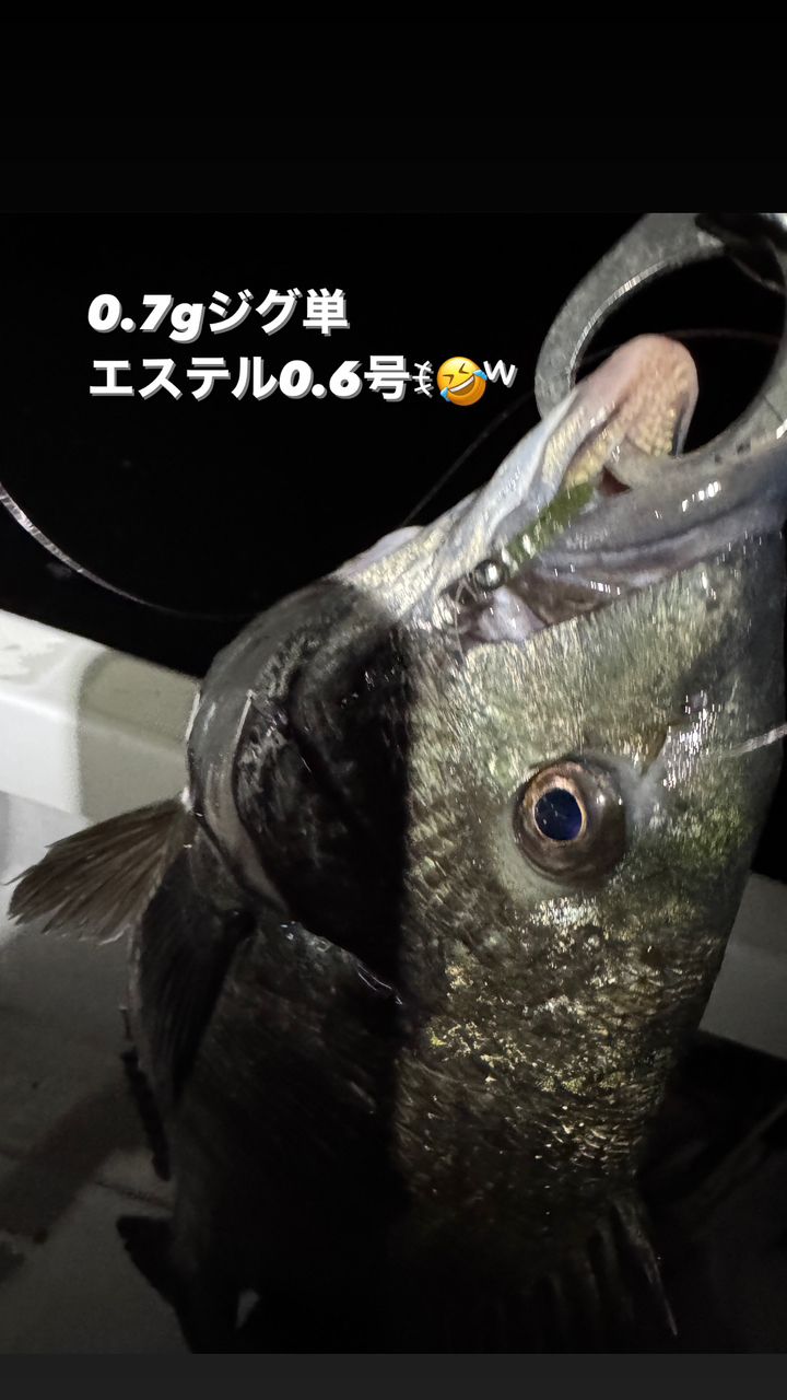 名古屋港ボートシーバスガイド edgeさんの釣果 2枚目の画像