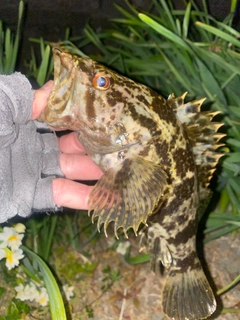 タケノコメバルの釣果