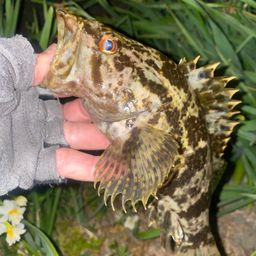 タケノコメバル