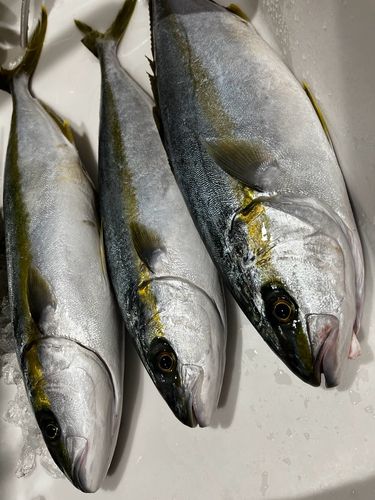 ブリの釣果