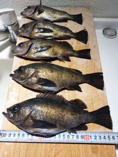 メバルの釣果