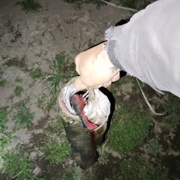 ブラックバス