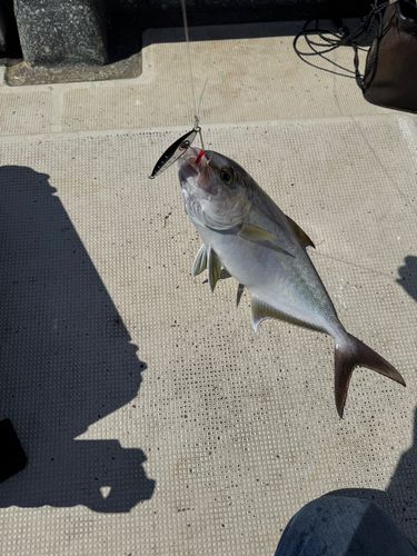 ヒレナガカンパチの釣果