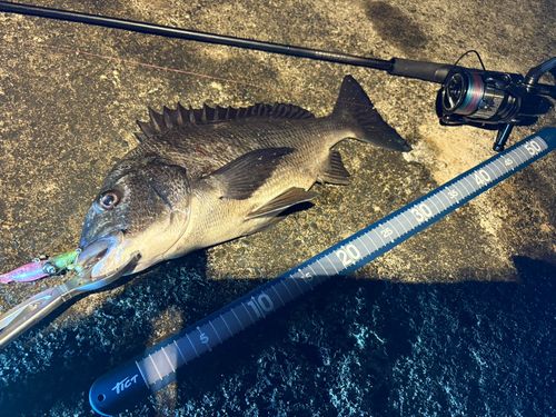 クロダイの釣果