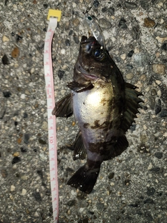 メバルの釣果