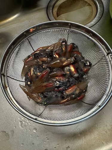 ホタルイカの釣果
