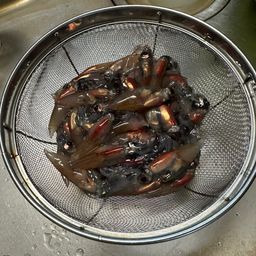 ホタルイカ
