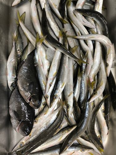 グレの釣果