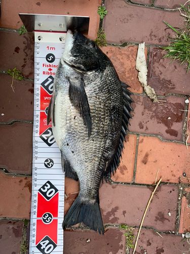 クロダイの釣果