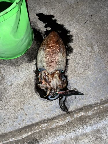 コウイカの釣果