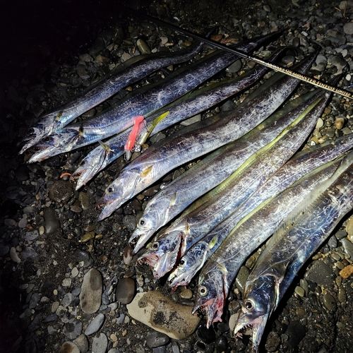 タチウオの釣果