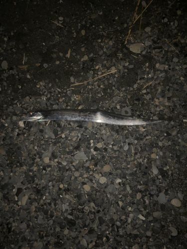 タチウオの釣果