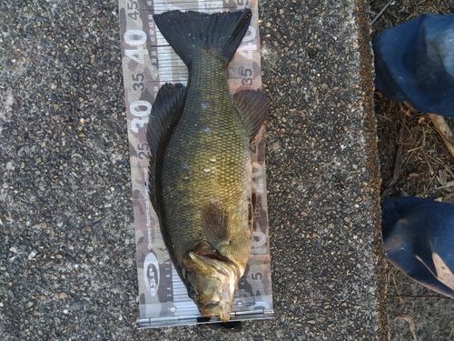 スモールマウスバス