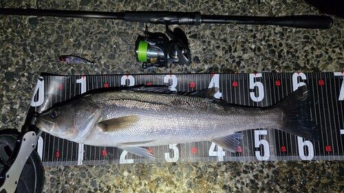 シーバスの釣果