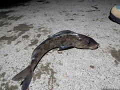 ホッケの釣果
