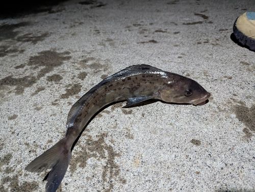 ホッケの釣果