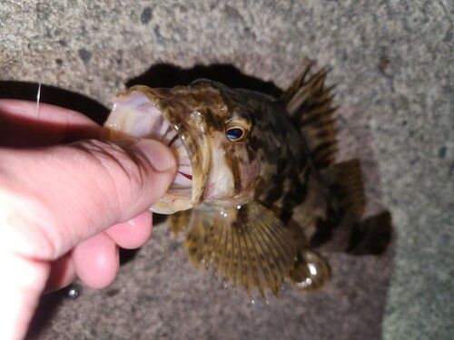 タケノコメバルの釣果
