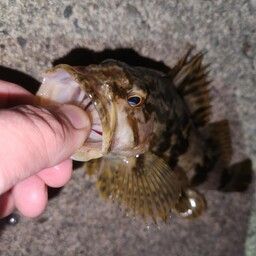 タケノコメバル