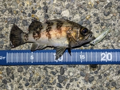 メバルの釣果