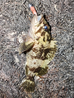 ムラソイの釣果