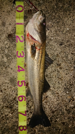 シーバスの釣果