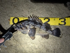 クロソイの釣果