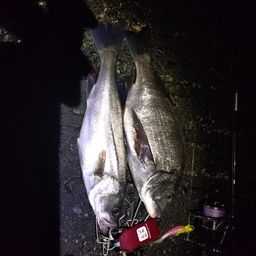 クロダイ
