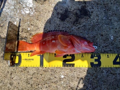 アカハタの釣果