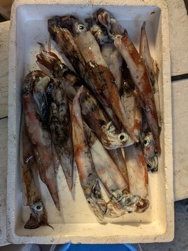 ヤリイカの釣果