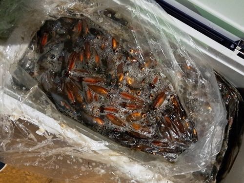 ホタルイカの釣果