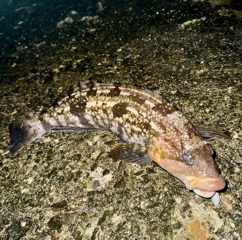 アイナメの釣果