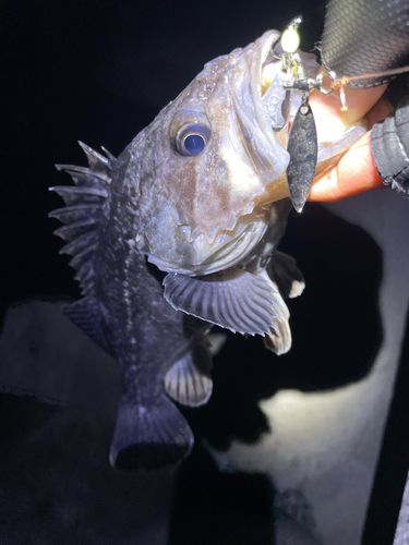 クロソイの釣果