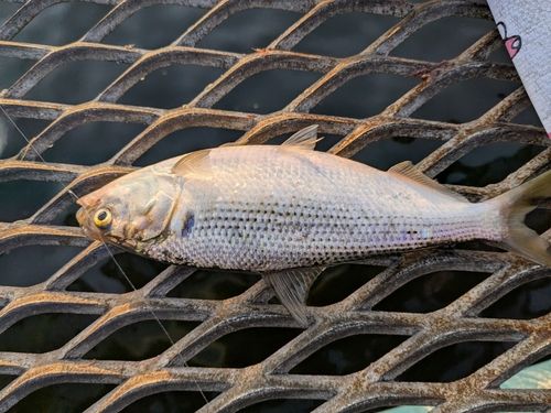 コノシロの釣果
