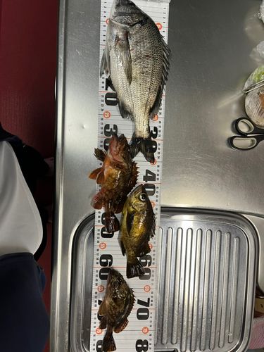 クロダイの釣果